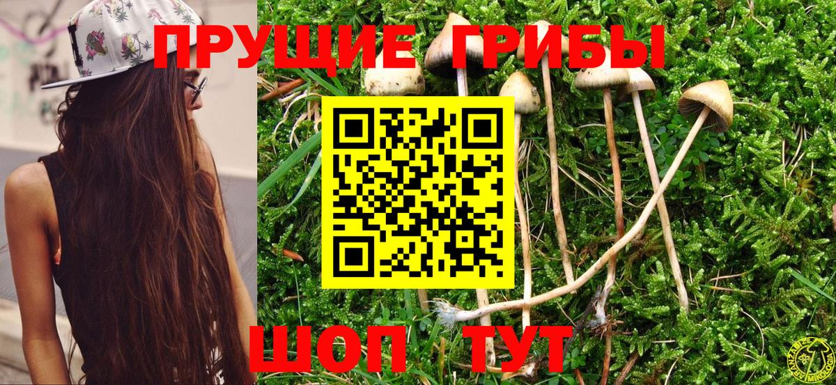 Псилоцибиновые грибы GOLDEN TEACHER Славгород